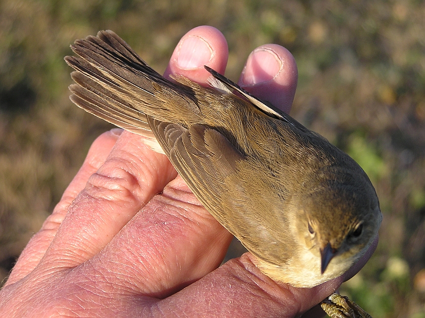 European Reed Warbler, Sundre 20080604